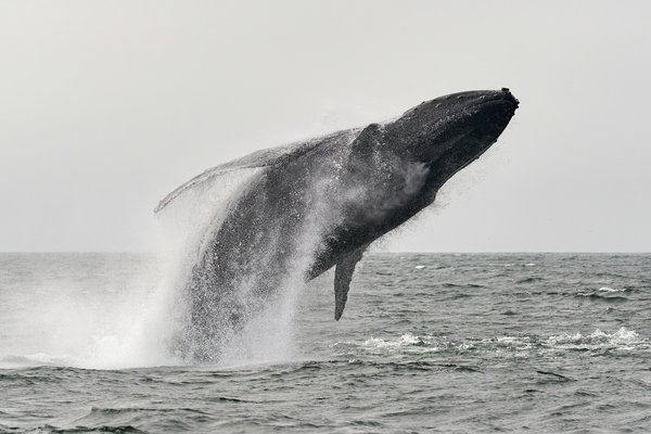 Quels sont les meilleurs spots pour observer les baleines à bosse à Hermanus, Afrique du Sud?